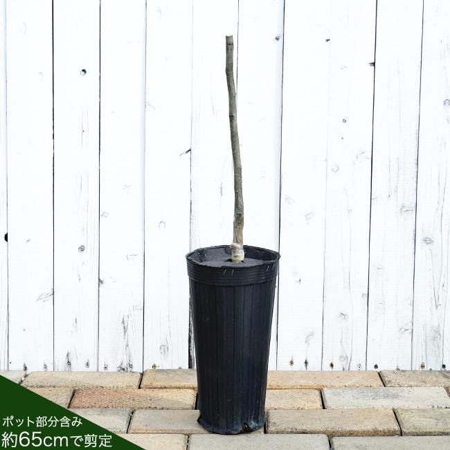 梨 苗木 あきづき 1年生接木苗 登録品種・品種登録 予約販売11〜12月頃