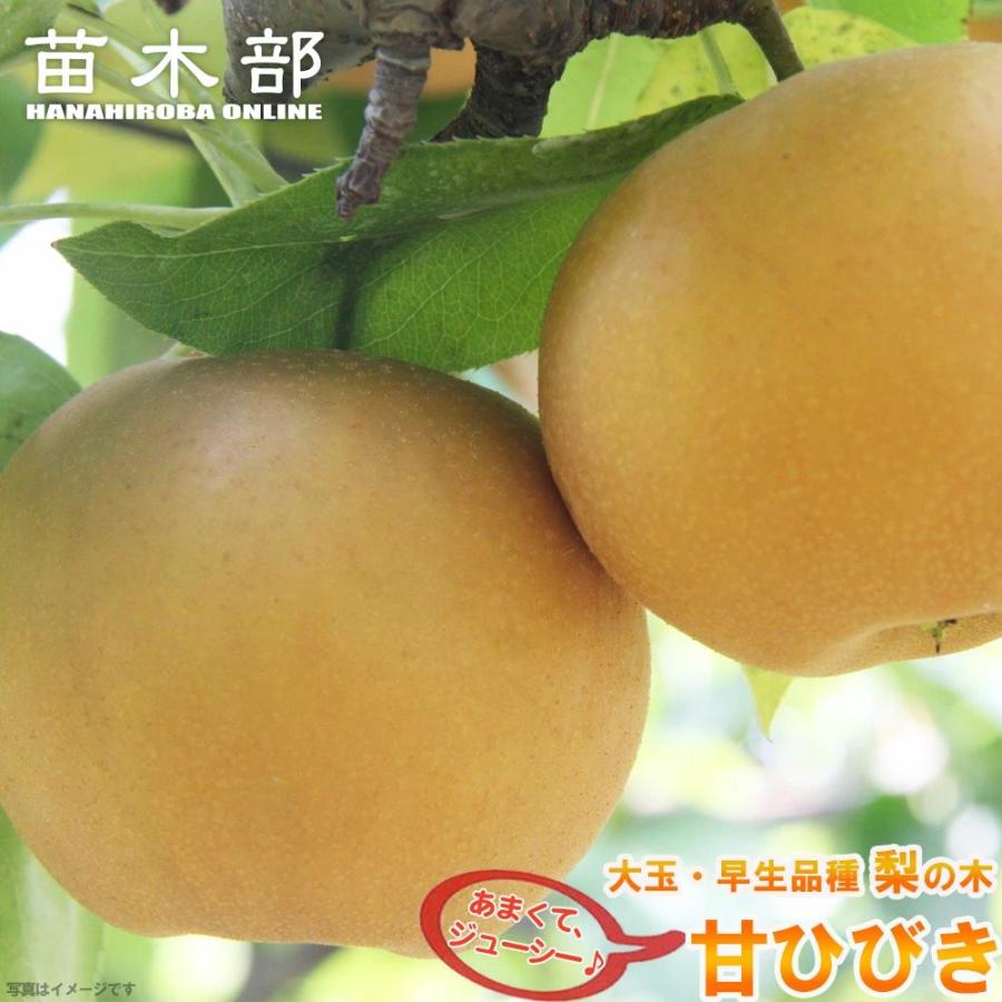 梨 苗木 甘ひびき 1年生 接木苗 登録品種・品種登録 : 苗木部 花ひろば