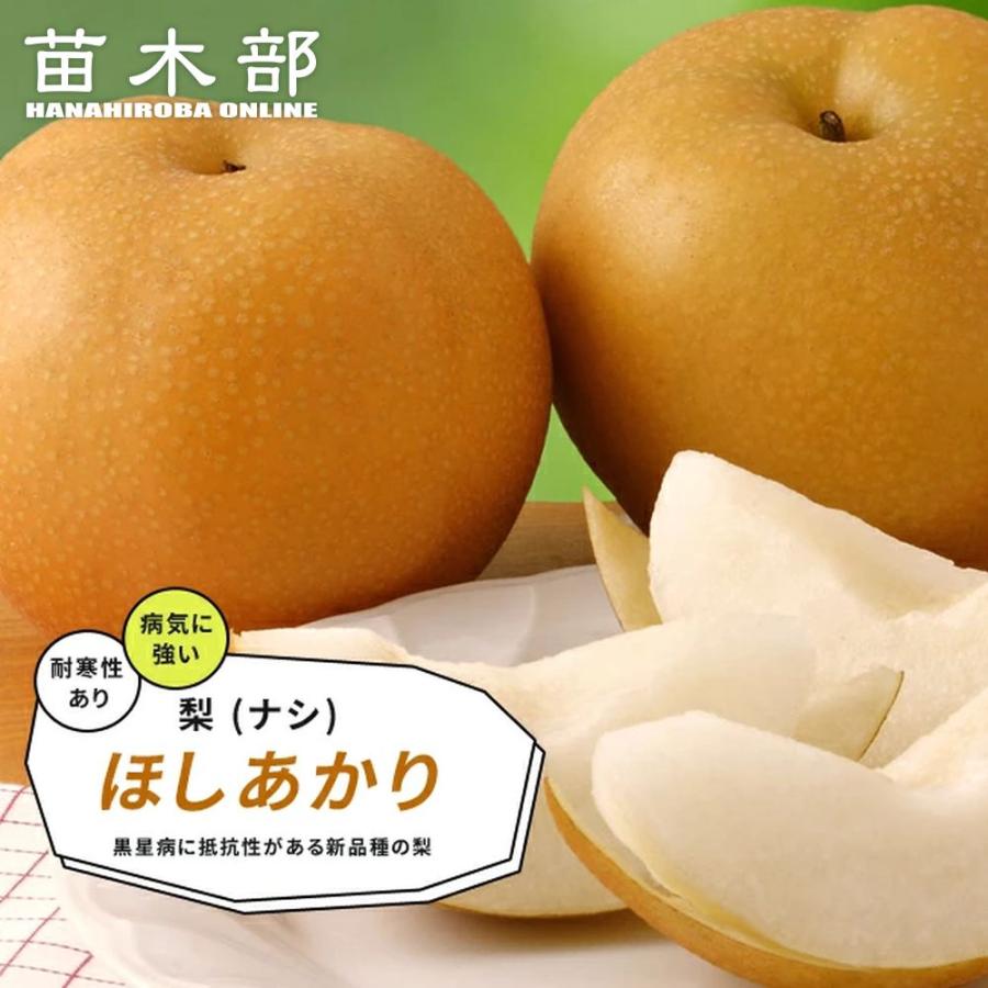 ナシ苗木 【秋月】 PVP登録品種 □優良2年生大苗□ 梨 苗木 【あきづき ［