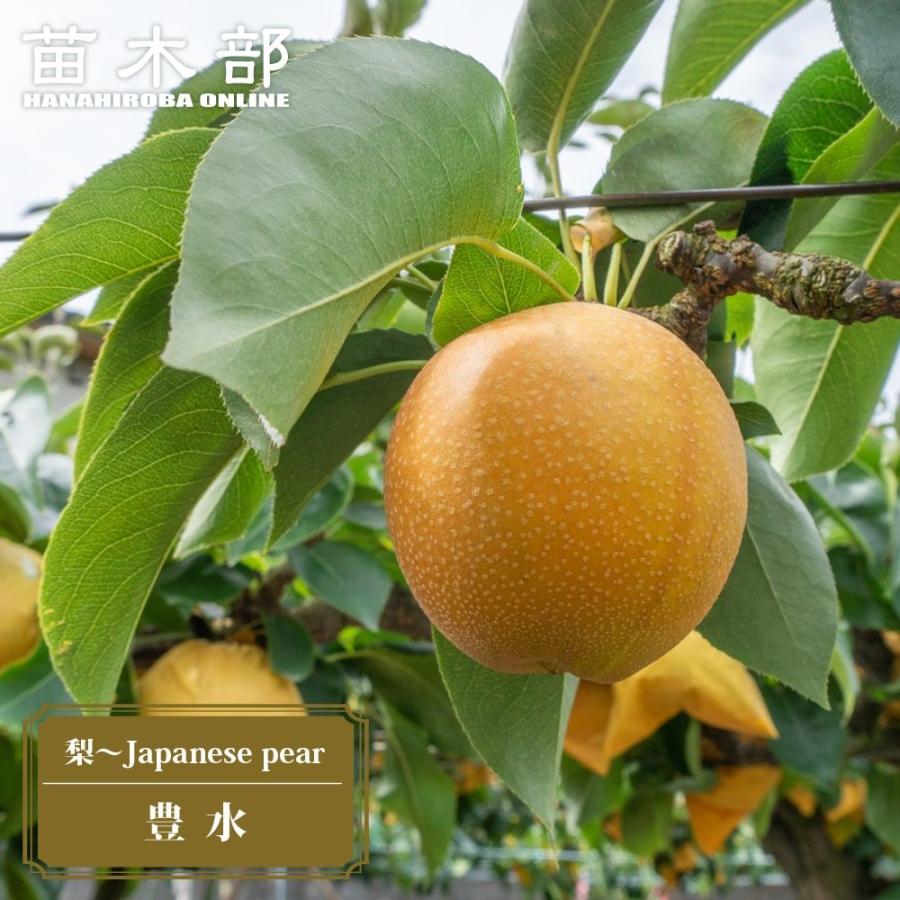 梨　豊水　成木 梨 苗木 豊水 2年生接木苗 スリット鉢植え 限定販売 爆買いweek : 苗木