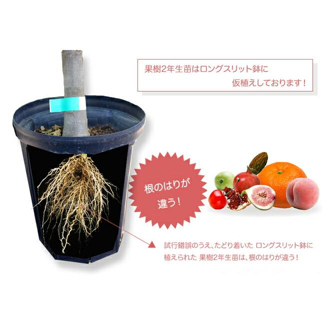 梨 苗木 豊水 2年生接木苗 スリット鉢植え 限定販売 爆買いweek : 苗木