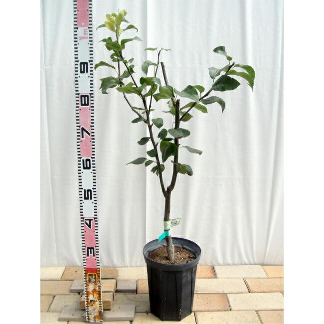梨 苗木 幸水 2年生接木苗 スリット鉢植え 限定販売 予約販売10〜11