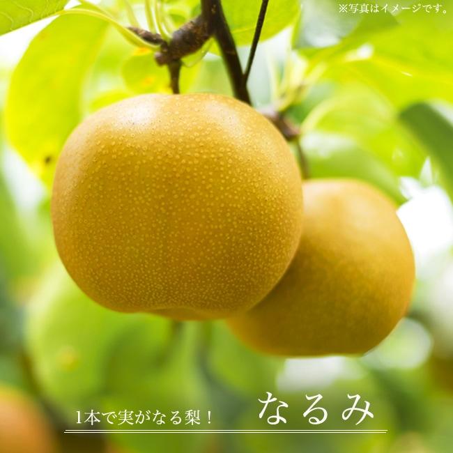 梨 苗木 なるみ 1年生接木苗 登録品種・品種登録 : 苗木部 花ひろば
