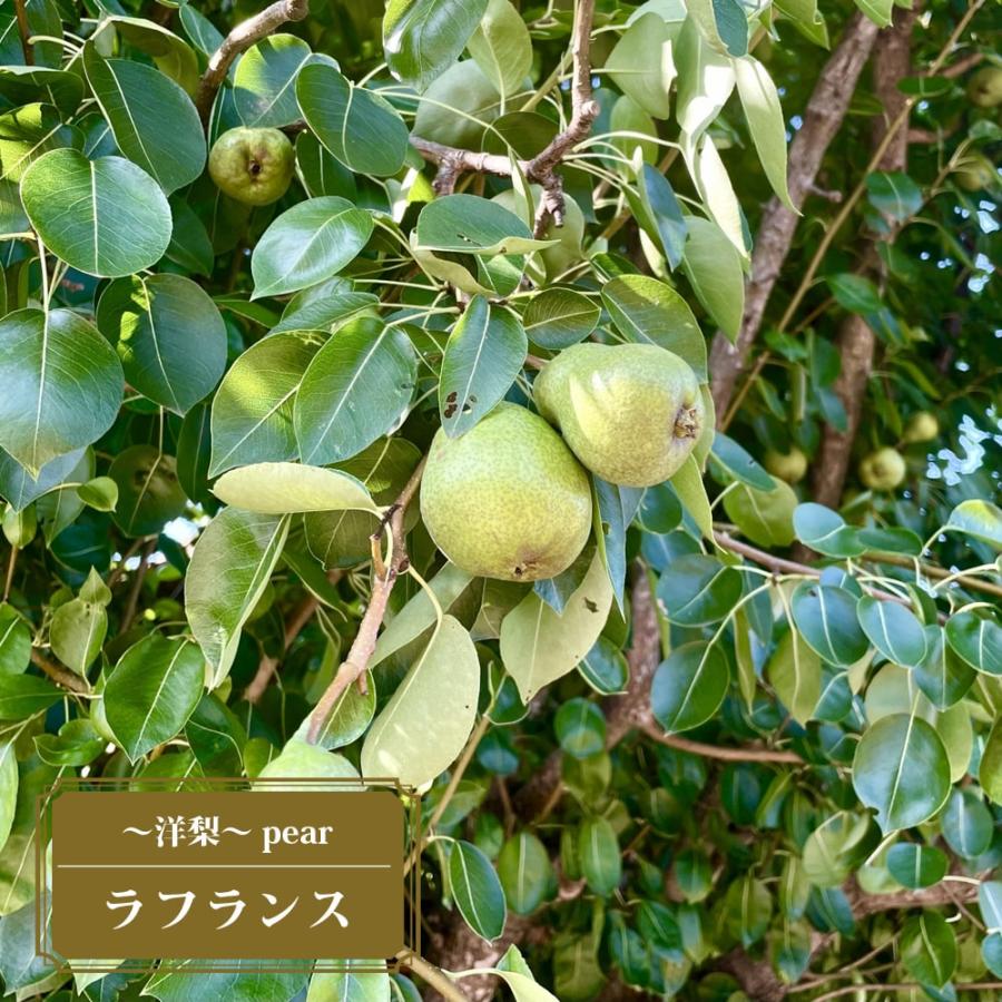 洋梨 苗木 ラフランス 1年生接木苗 爆買いweek : 苗木部 花ひろば