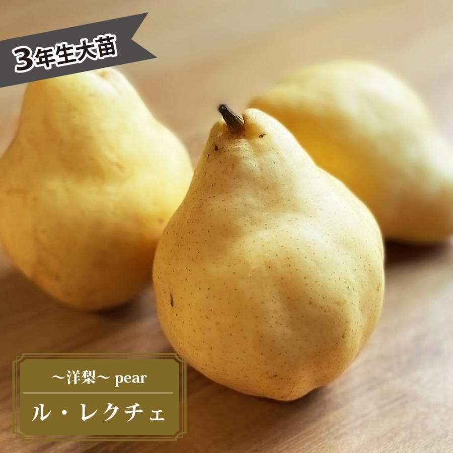 洋梨 苗木 ルレクチェ 3年生 接木 1m大苗 産地で剪定済 1.0m苗