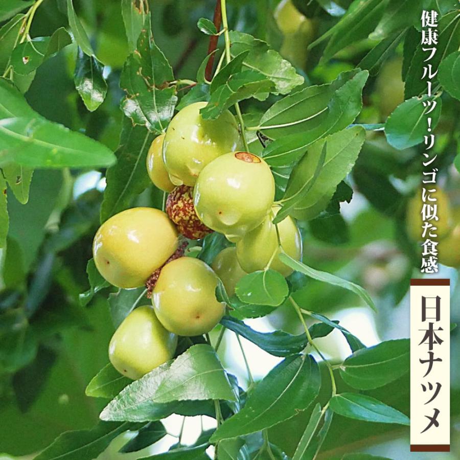 棗の木 ナツメの苗 7年目