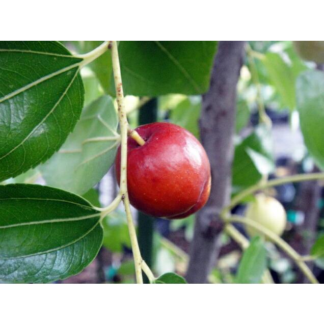 巨大実ナツメ 皇帝 3年生大苗 1m苗 産地で剪定済 1.0m苗 : 苗木部 花