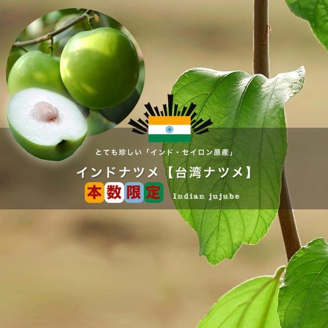 インドナツメ苗木　繋ぎ木　花つき インドナツメ 1年生苗 : 苗木部 花ひろばオンライン - 通販 - Yahoo