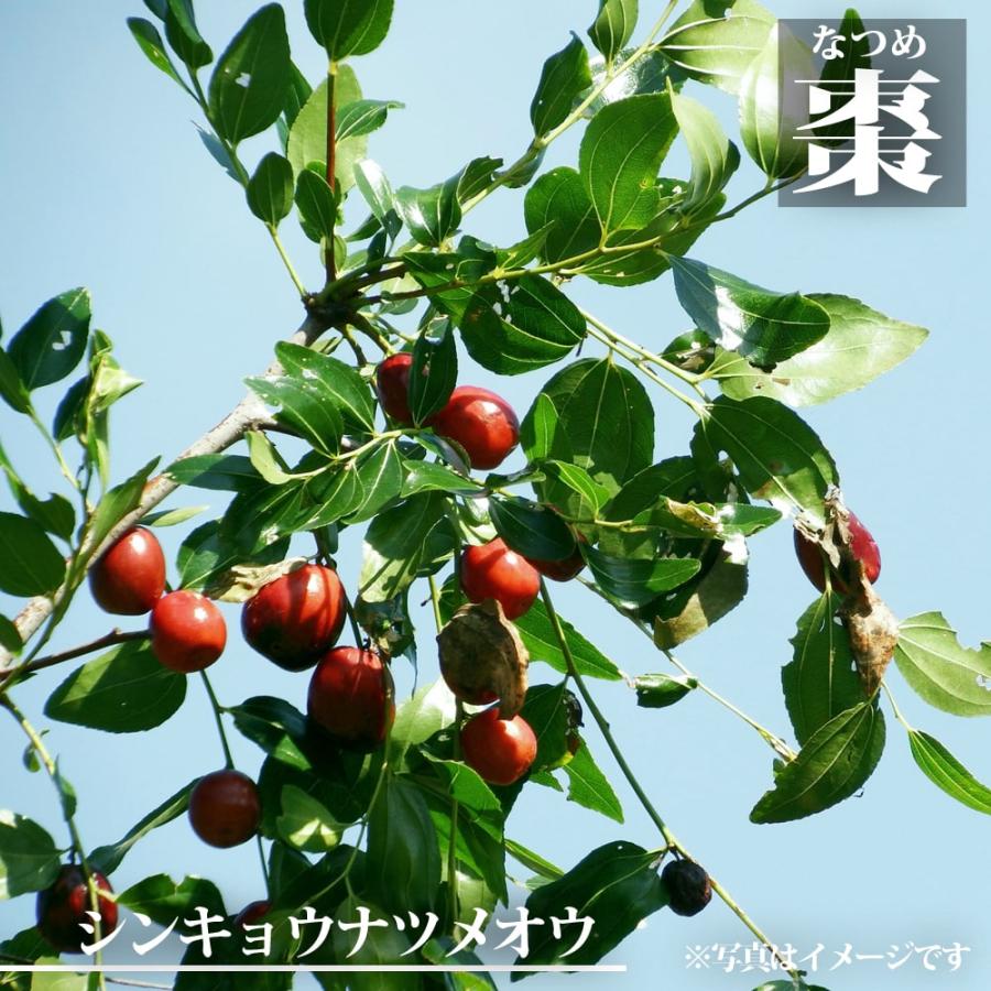 ナツメ シンキョウナツメオウ 1年生苗 : 苗木部 花ひろばオンライン