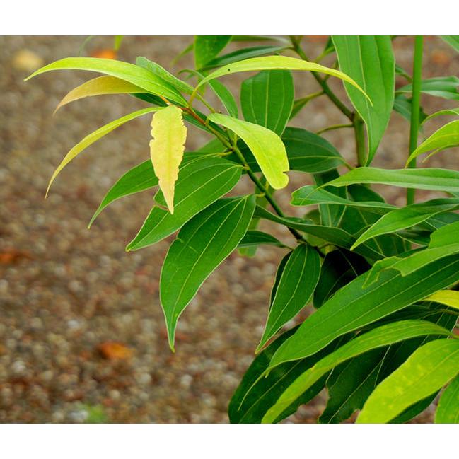 ニッキ 5号ポット苗 : 苗木部 花ひろばオンライン - 通販 - Yahoo