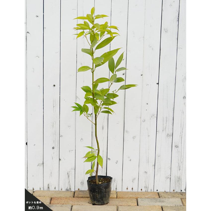 ニッキ 5号ポット苗 : 苗木部 花ひろばオンライン - 通販 - Yahoo