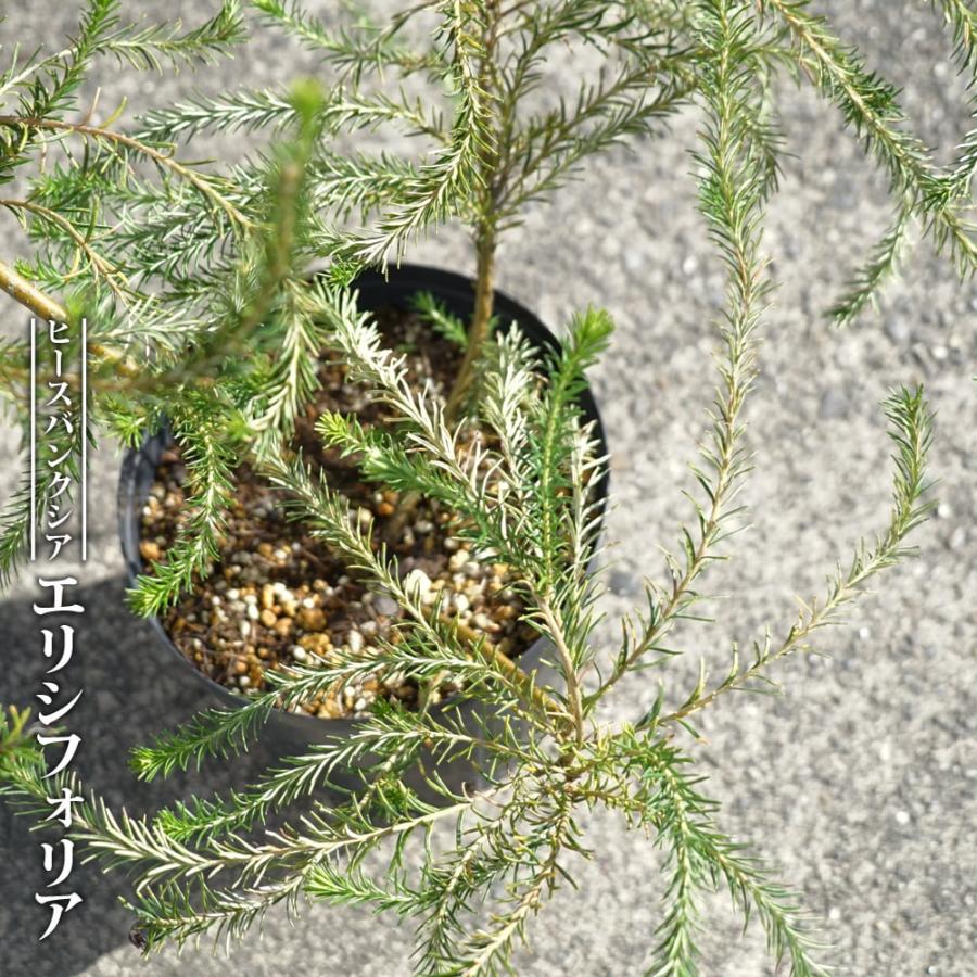 ヒースバンクシア・エリシフォリア 5号ポット苗 爆買いweek : 苗木部