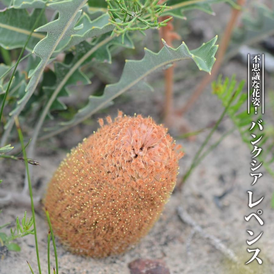 バンクシア レペンス 5号スリット鉢植え : 苗木部 花ひろばオンライン