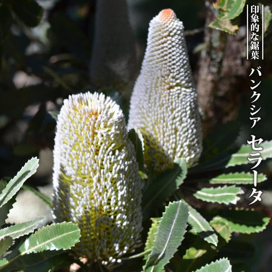 バンクシア セラータ（セラッタ） 4号スリット鉢植え 爆買いweek