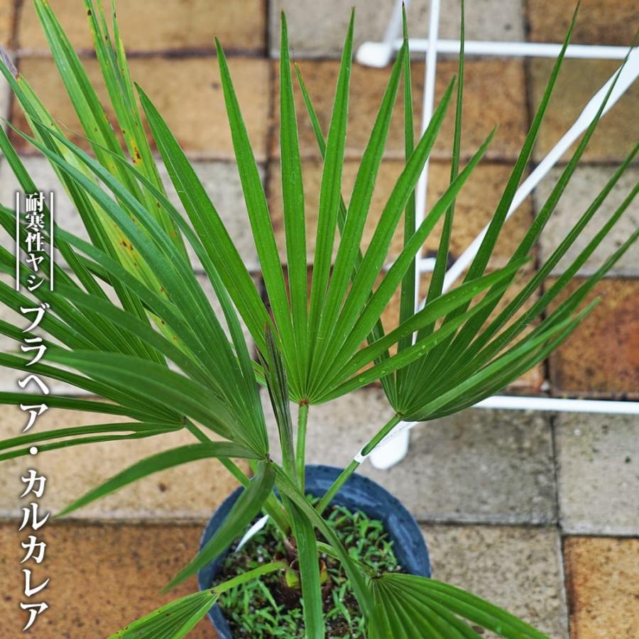 ヤシの木 ブラヘア カルカレア 5号 スリット鉢 : 苗木部 花ひろば