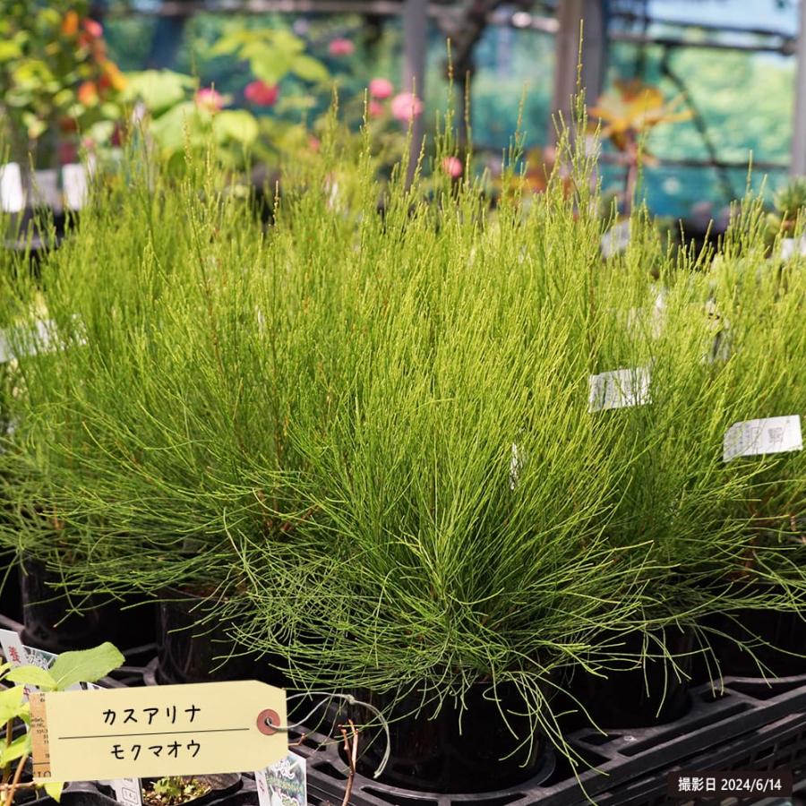 タマモクマオウ　大型 カスアリナ タマモクマオウ 6号ポット苗 : 苗木部 花ひろばオンライン