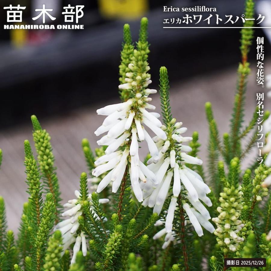 エリカ ホワイトスパーク 3号ポット苗 爆買いweek : 苗木部 花ひろば