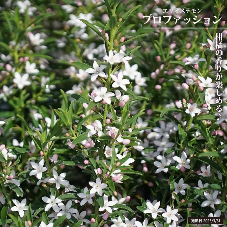 エリオステモン プロファッション 5号鉢苗 : 苗木部 花ひろば
