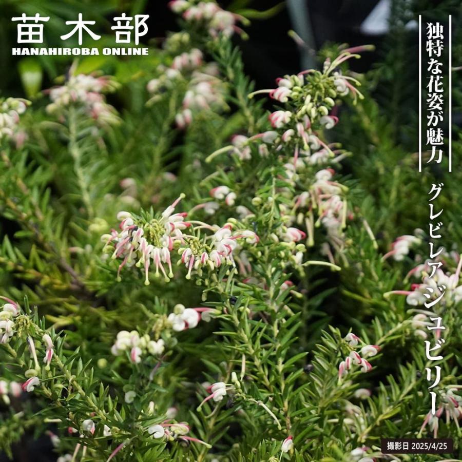 グレビレア ジュビリー 5号ポット苗 : 苗木部 花ひろばオンライン