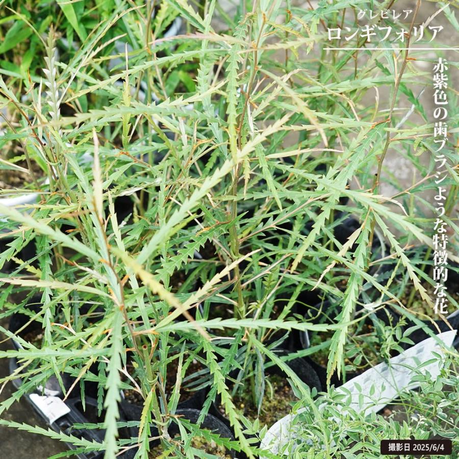 グレビレア ロンギフォリア 4号ポット苗 爆買いweek : 苗木部 花ひろば