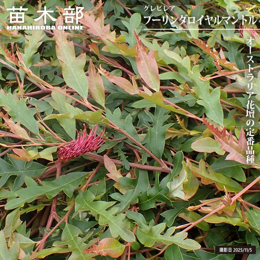 ［015］特価！値下げ 特大 グレビレア プーリンダピーター オージープランツ　 花苗 観葉植物：グレビレア プーリンダイルミナ*オージープランツ