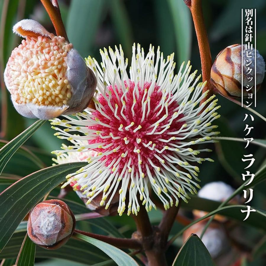 ハケア ラウリナ 6号ポット苗 : 苗木部 花ひろばオンライン - 通販