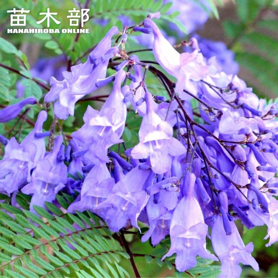 ジャカランダ 6号ポット苗 実生 爆買 : 苗木部 花ひろばオンライン
