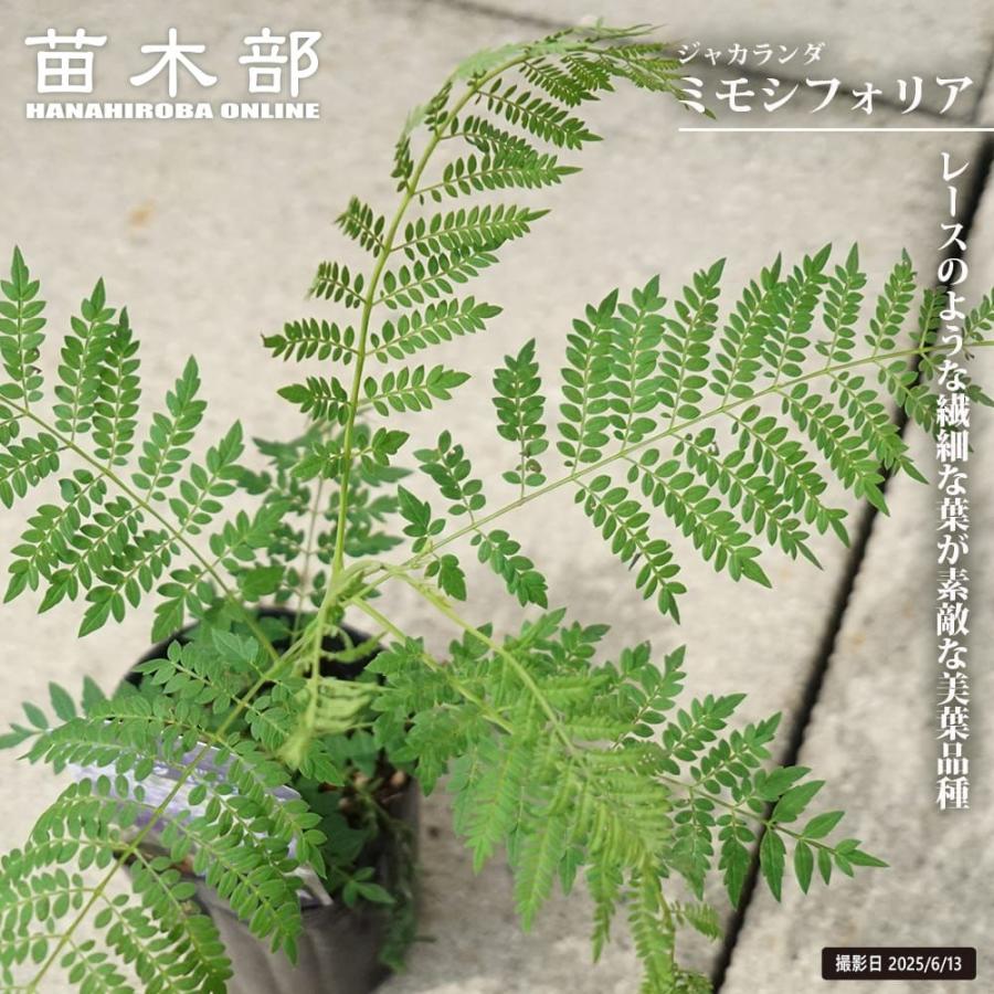 ジャカランダ ミモシフォリア 3号ポット : 苗木部 花ひろばオンライン