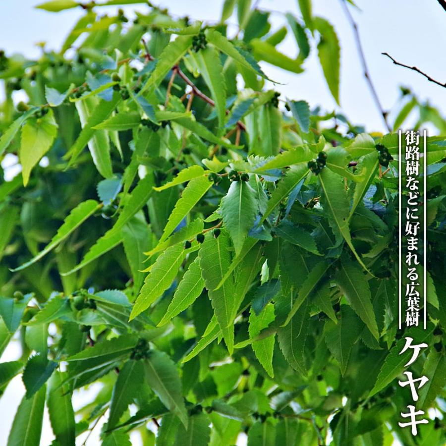 里の木シリーズ ケヤキ 3.5号ポット苗 : 苗木部 花ひろばオンライン