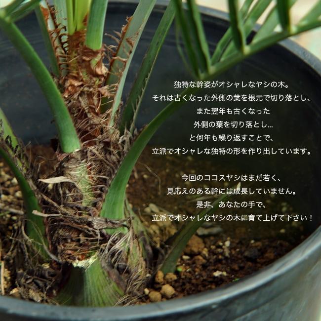 ヤシの木 ココスヤシ 5号ポット苗 : 苗木部 花ひろばオンライン ヤシの木 ココスヤシ 5号ポット苗 : 苗木部 花ひろばオンライン
