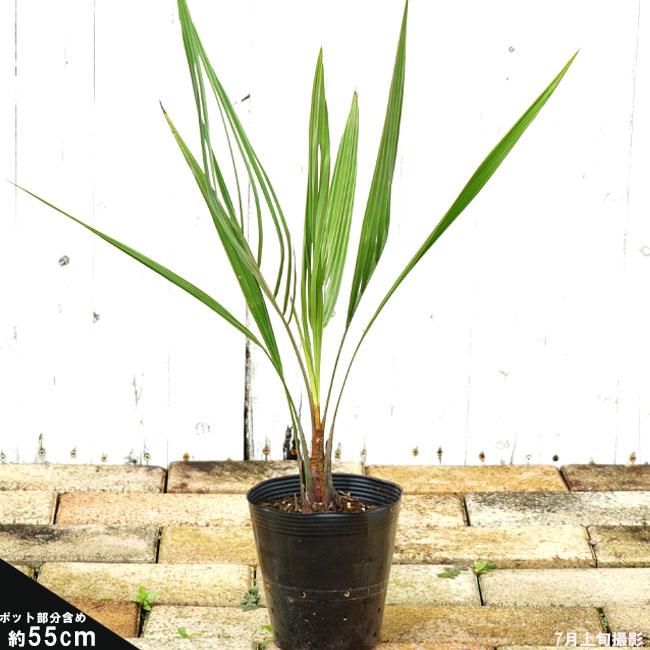 ヤシの木 ココスヤシ 5号ポット苗 : 苗木部 花ひろばオンライン ヤシの木 ココスヤシ 5号ポット苗 : 苗木部 花ひろばオンライン