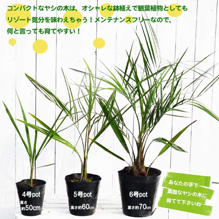 ヤシの木 ココスヤシ 5号ポット苗 : 苗木部 花ひろばオンライン ヤシの木 ココスヤシ 5号ポット苗 : 苗木部 花ひろばオンライン