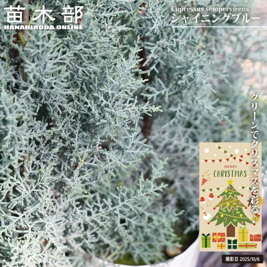 コニファー シャイニングブルー 5号白鉢植え : 苗木部 花ひろば