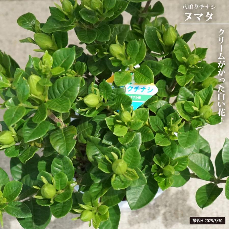 クチナシ 八重クチナシ ヌマタ 4.5号鉢植え : 苗木部 花ひろば