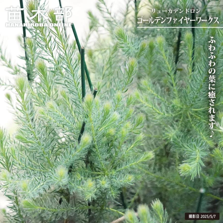 リューカデンドロン ゴールデンファイヤーワークス 4号ポット苗 : 苗木