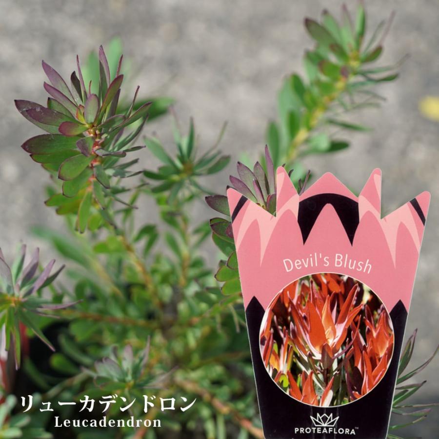 冬季の為、出品停止中☆3600デビルズブラッシュ☆リューカデンドロン 園芸ネット本店｜リューカデンドロン：デビルズブラッシュ 5号鉢植え