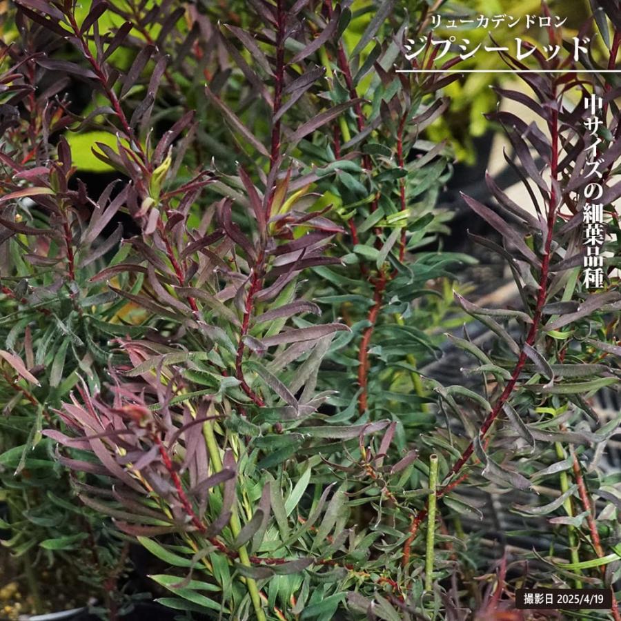 リューカデンドロン　ジプシーレッド　7号鉢 特大株 リューカデンドロン ジプシーレッド 鉢植え 爆買いweek : 苗木部 花