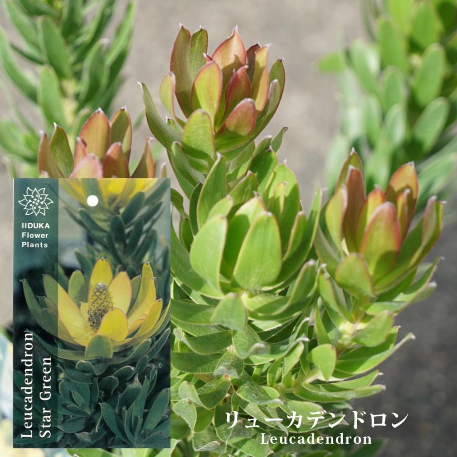 リューカデンドロン スターグリーン 鉢植え : 苗木部 花ひろば