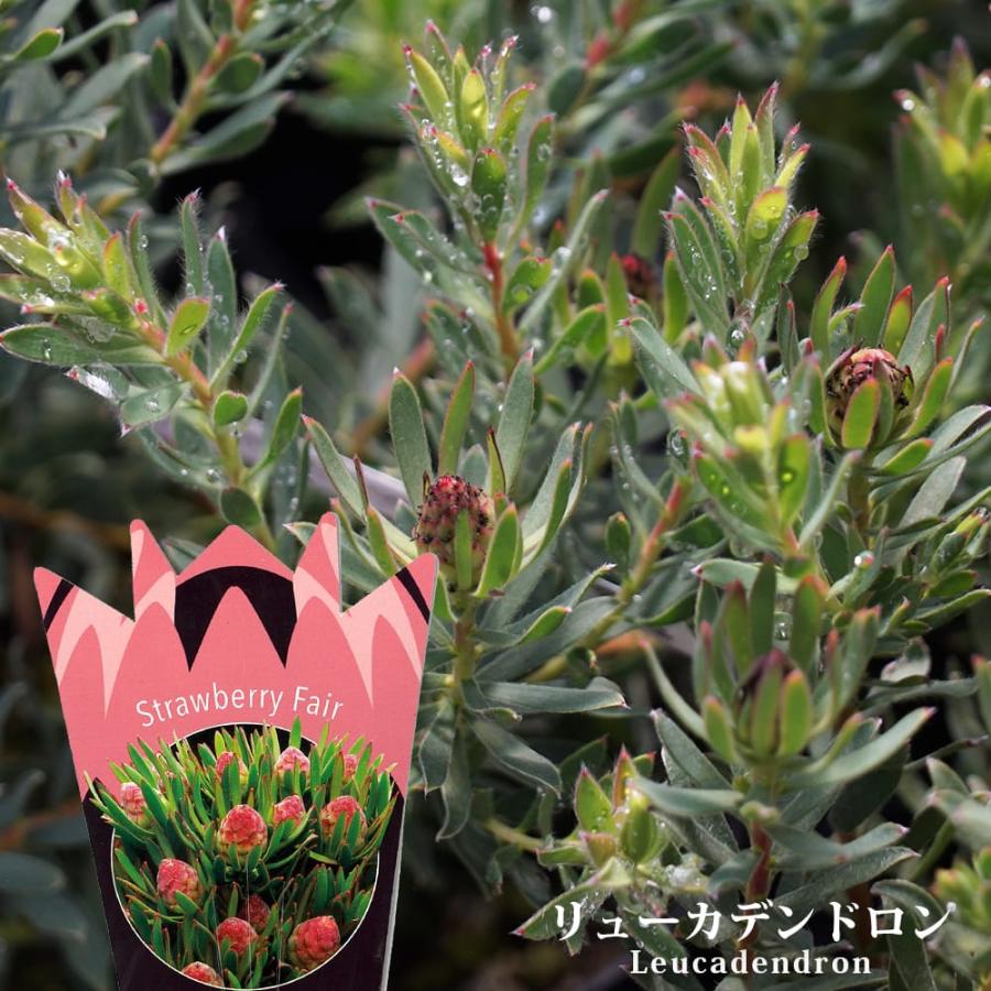 リューカデンドロン ストロベリーフェア 鉢植え : 苗木部 花ひろば