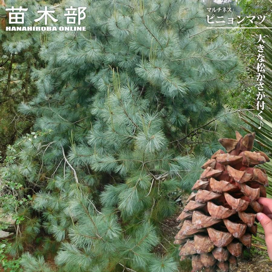 マルチネス ピニョンマツ 5号鉢植え : 苗木部 花ひろばオンライン