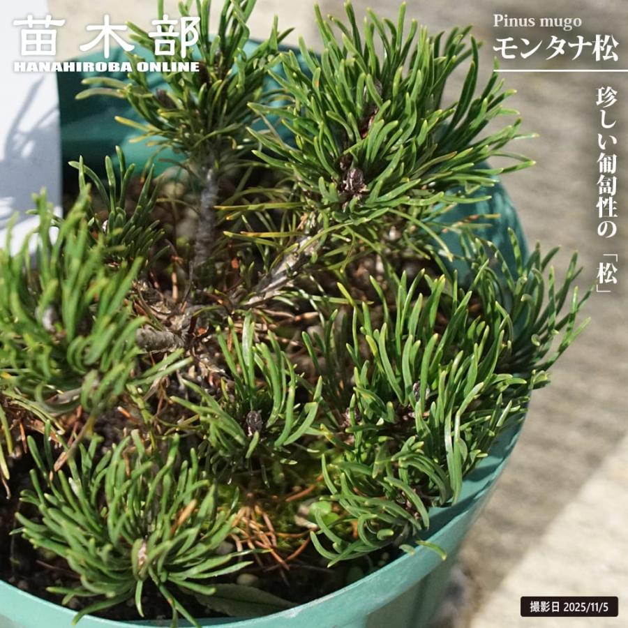 特選株モンタナ　鉢ごと モンタナ松（モンタナマツ） 4号スリット鉢植え 爆買いweek : 苗木部
