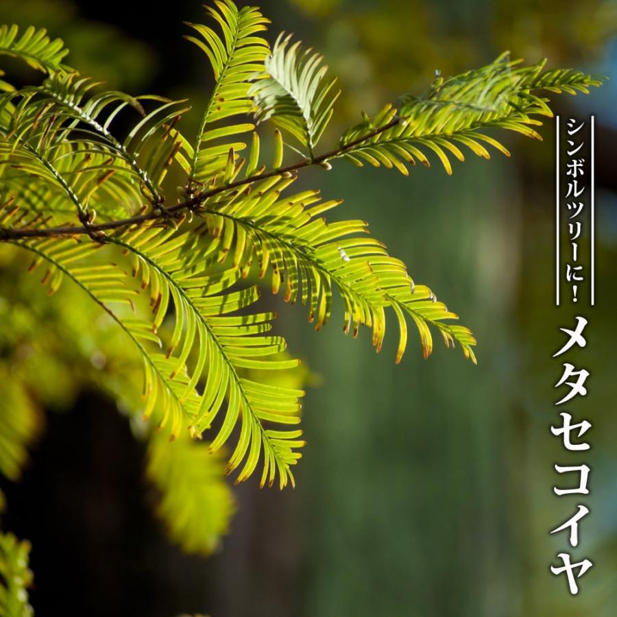 メタセコイヤ ポット苗 里の木シリーズ Niwa Metasekoiya1 苗木部 花ひろばオンライン 通販 Yahoo ショッピング