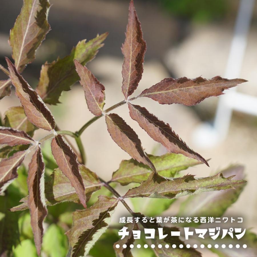 サンブカス チョコレートマジパン 5号ポット苗 : 苗木部 花ひろば