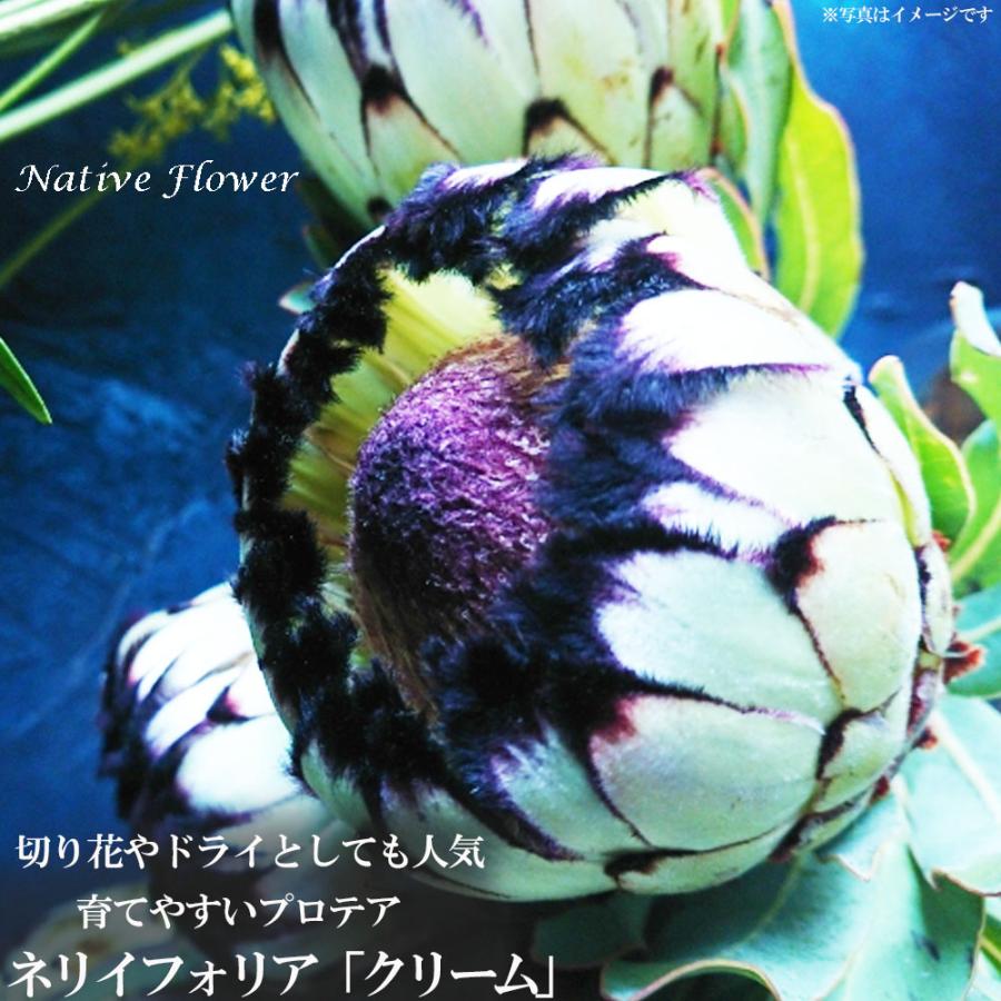 プロテア ネリイフォリア クリーム ネイティブプランツ スリット鉢植え