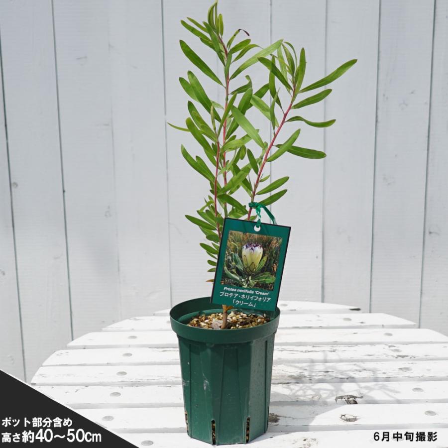 プロテア ネリイフォリア クリーム ネイティブプランツ スリット鉢植え