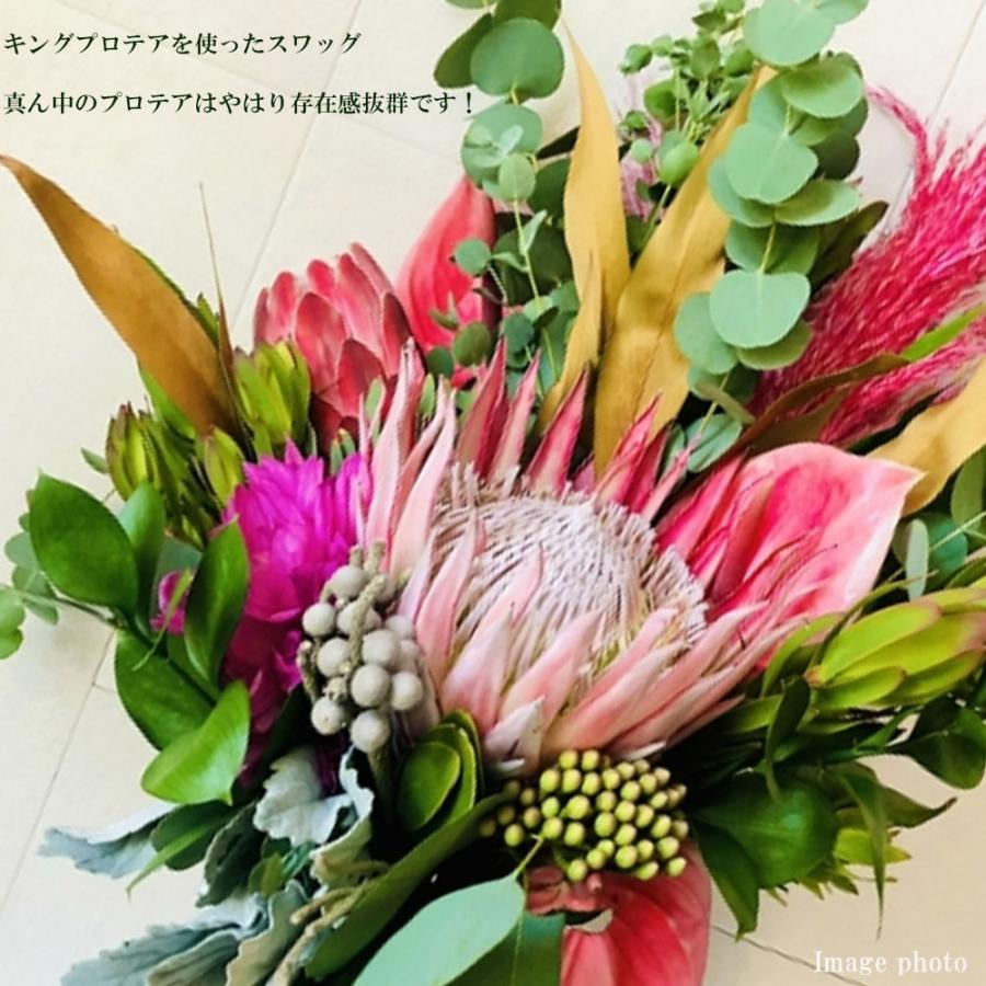 プロテア シナロイデス （ピンク） ネイティブプランツ 鉢植え 庭木