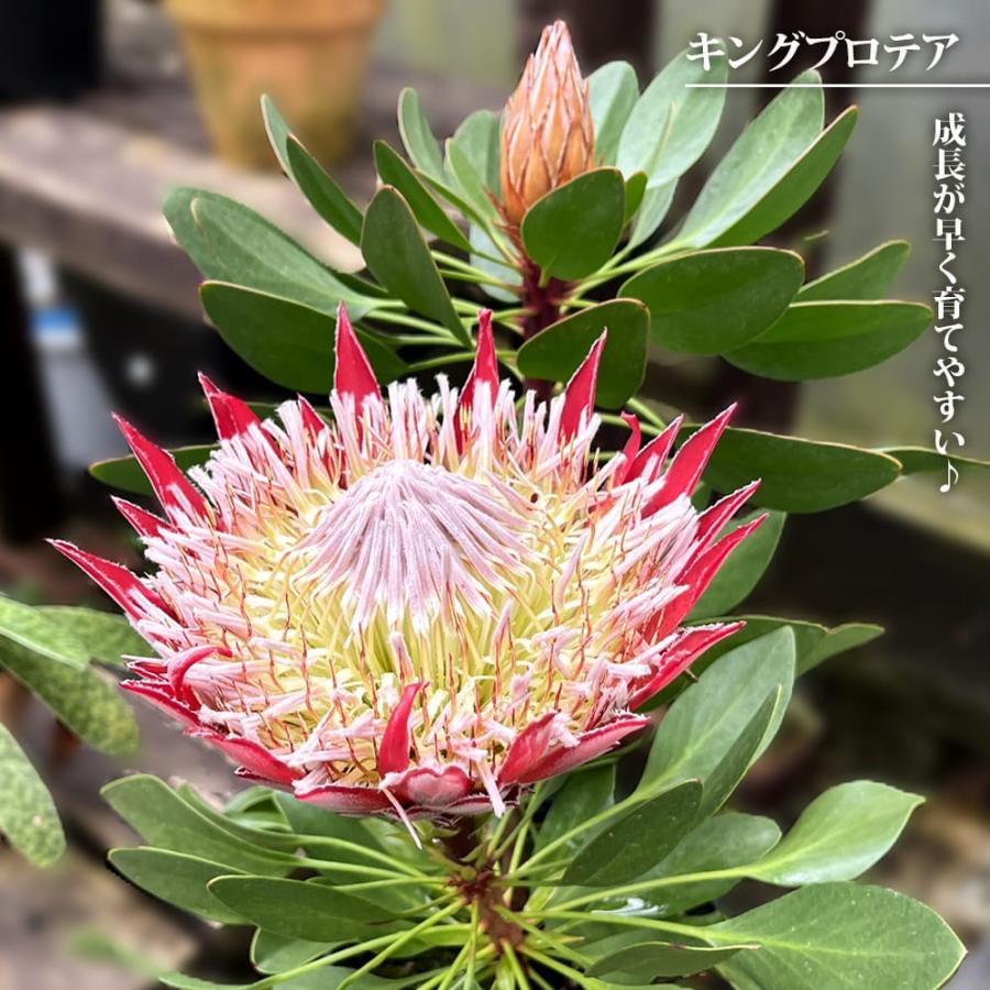 プロテア　キングホワイト　7号（バンクシア、グレビレア、リューカデンドロン） プロテア スパイキーホワイト 7号（バンクシア、リューカデンドロン