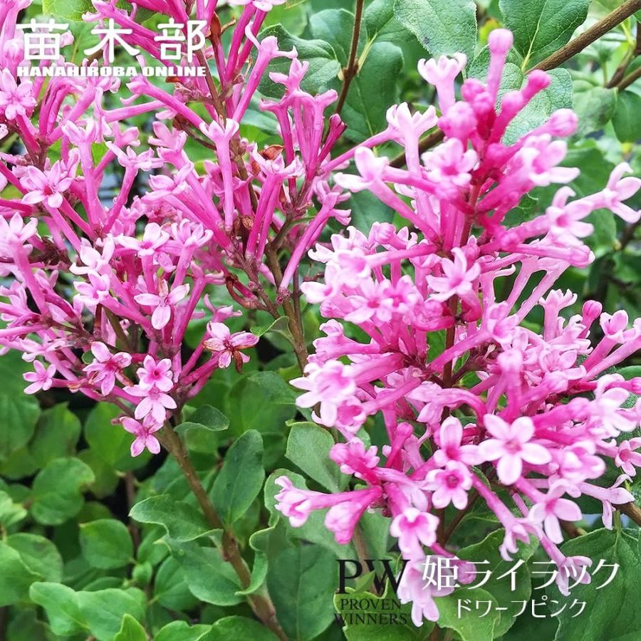 姫ライラック ドワーフピンク 3.5号ポット苗 （PW) 出願中 : 苗木部 花