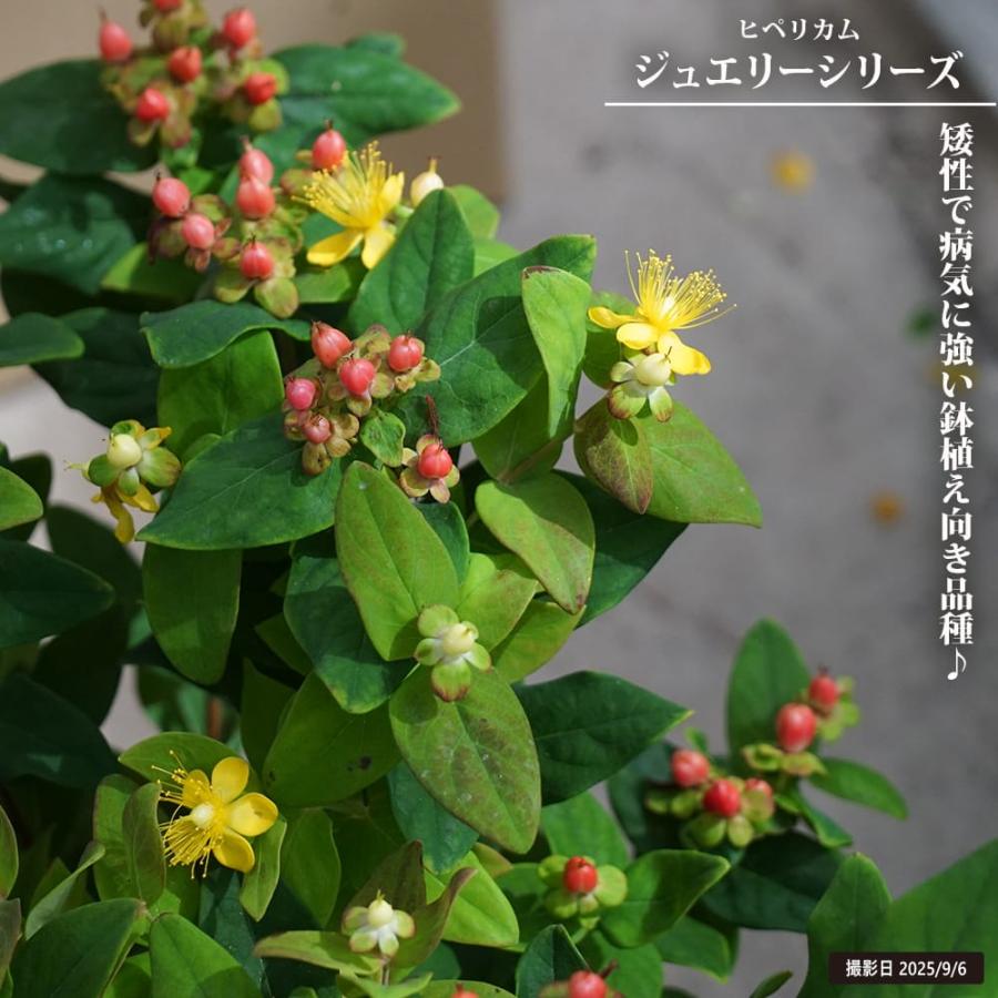 キンシバイ ヒペリカム ジュエリー ピンク実 5号鉢植え : 苗木部 花