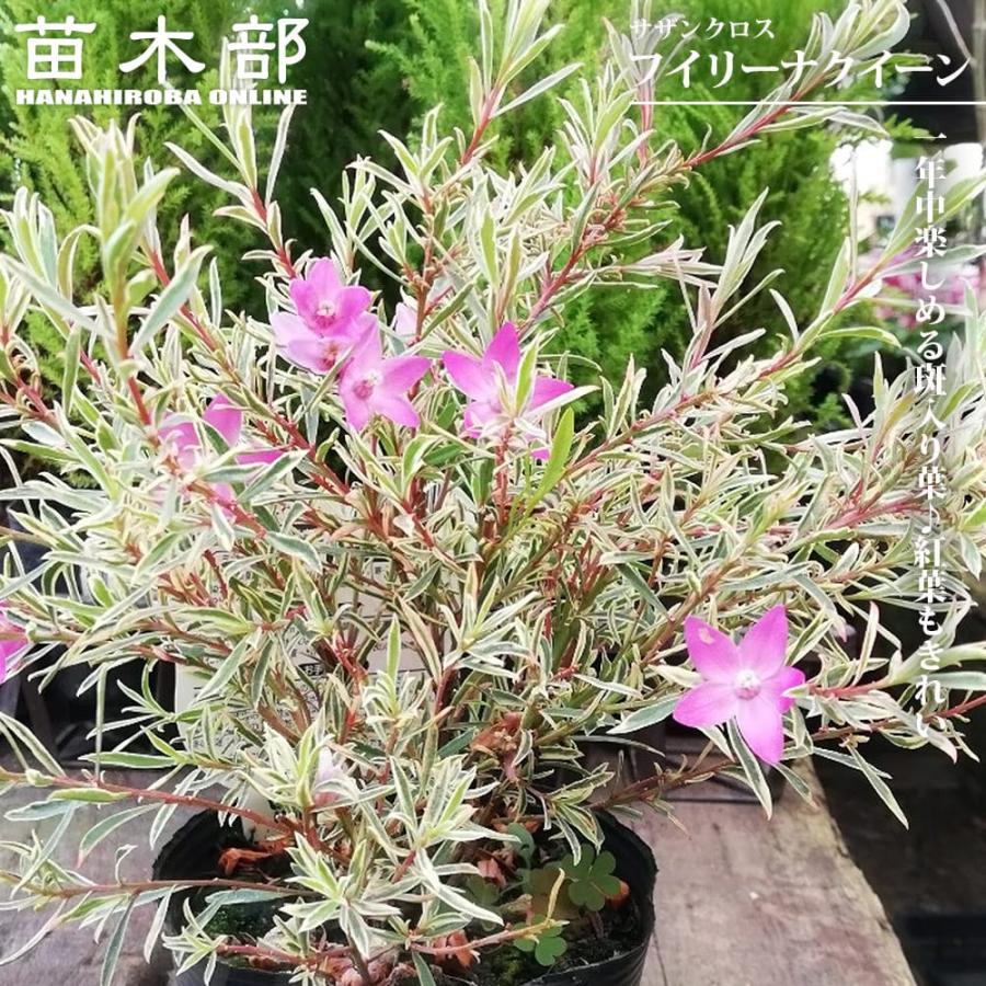 ぼくなつさま専用 スイーティー 苗木 3年生 ポット入り スウィーティー（苗木、植木） | 花、ガーデニング のおすすめ人気商品